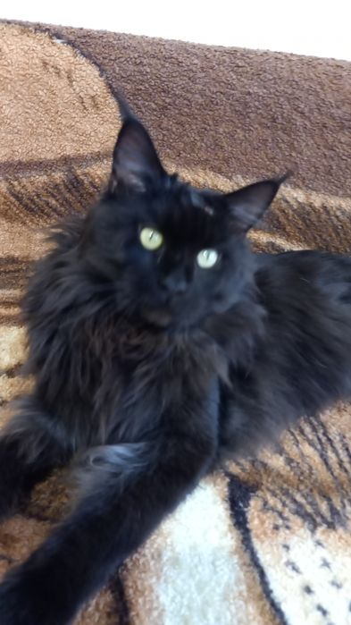 Кот в любимчики,