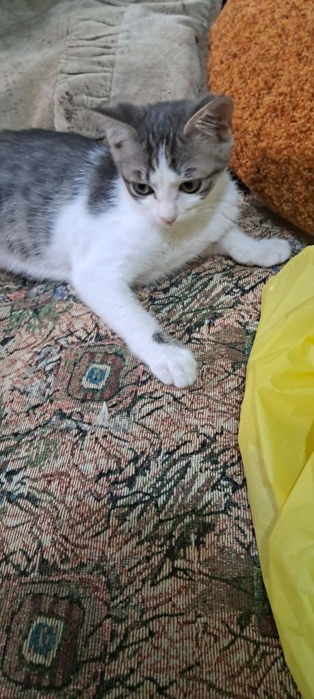 Дарю котят бесплатно