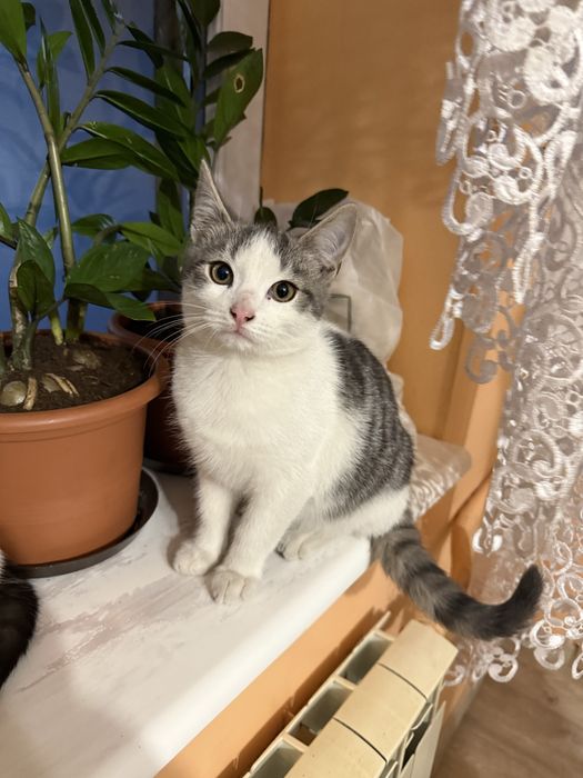 Oddam w dobre recę kotki