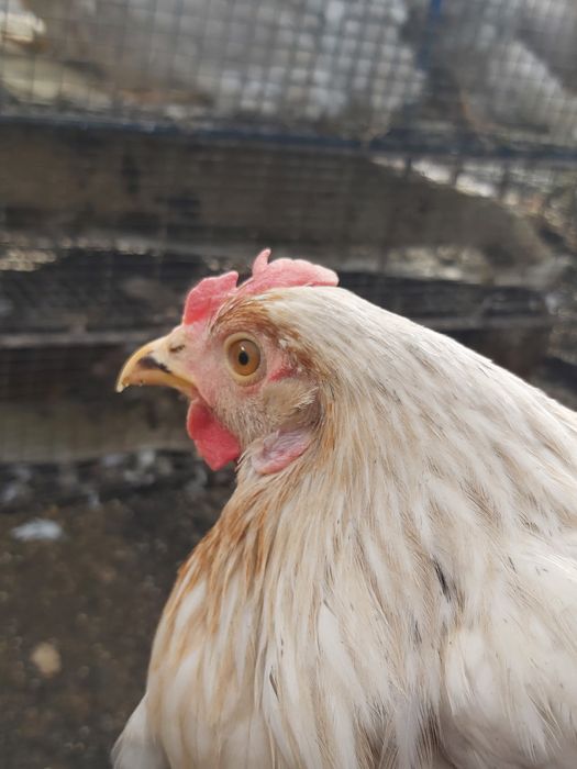 Ломаан сенді,5 міс,з першим яйцем