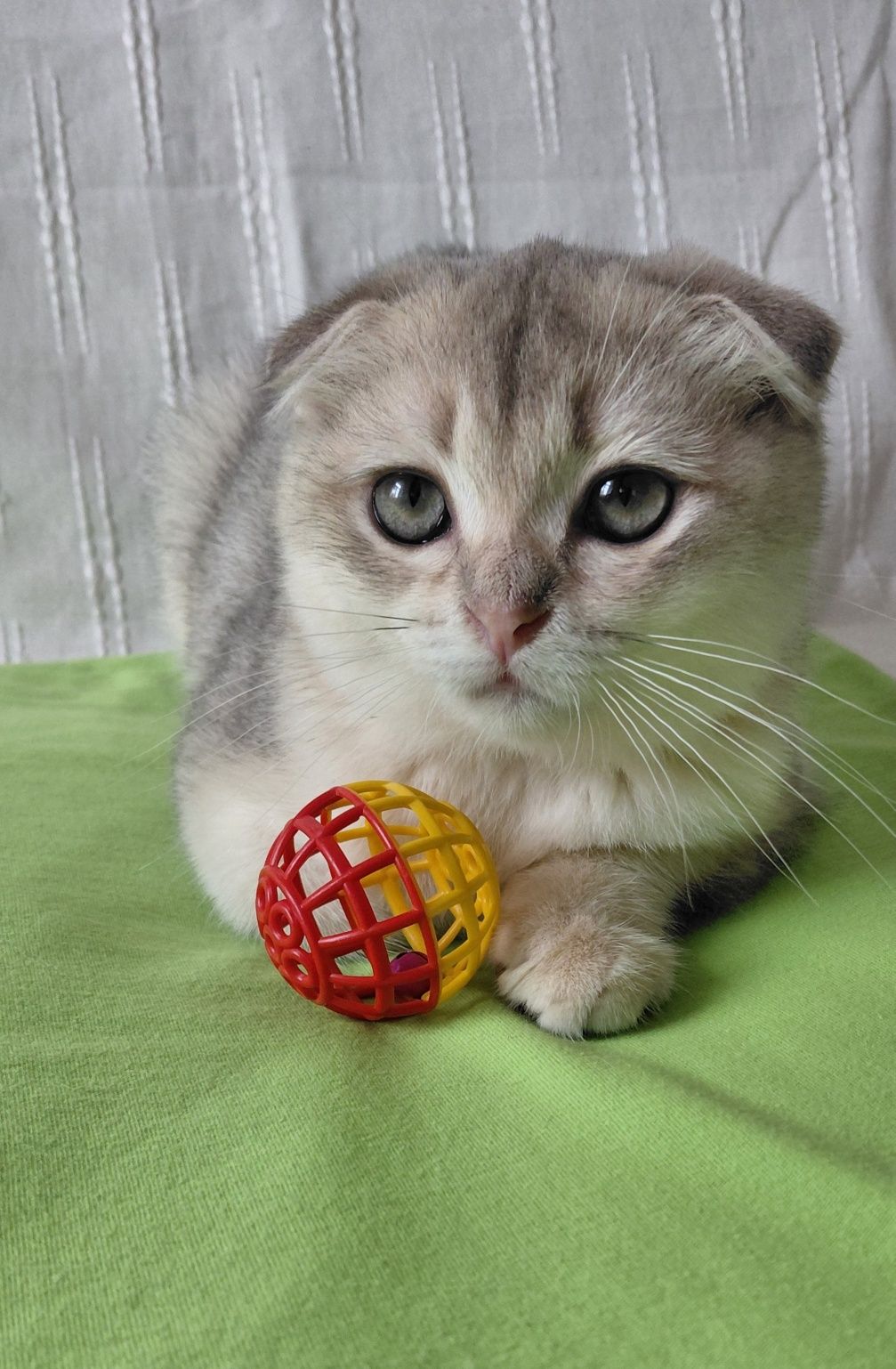 Шотландский котик блакитне золото ау11
