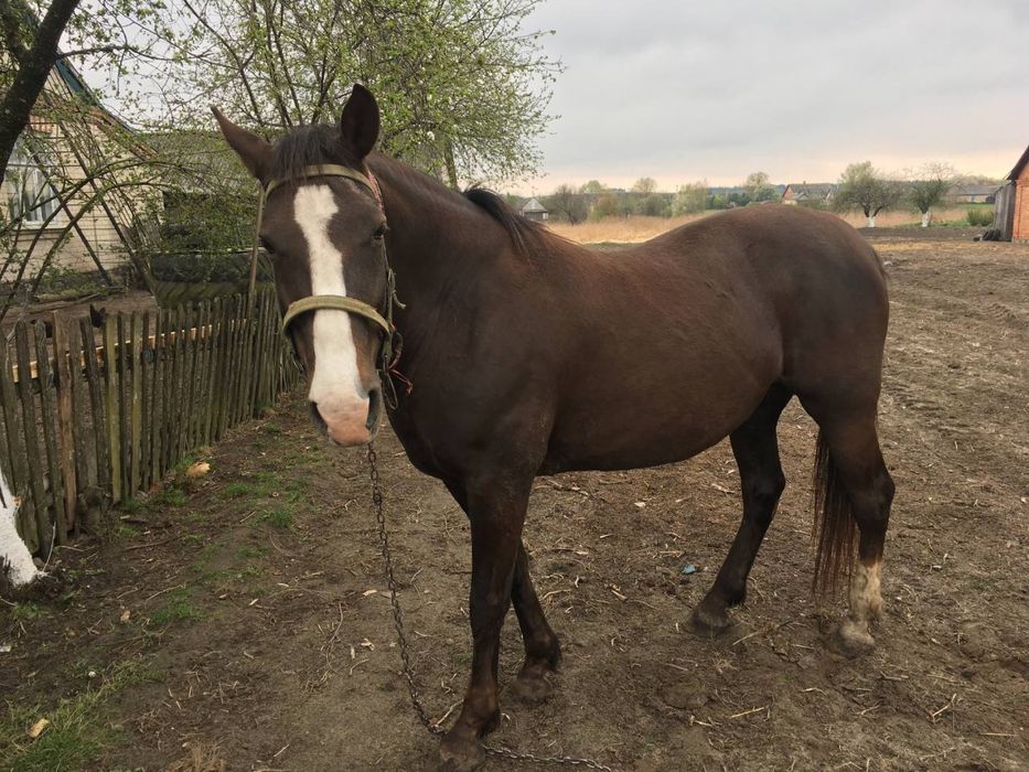 Продається хороша кобила