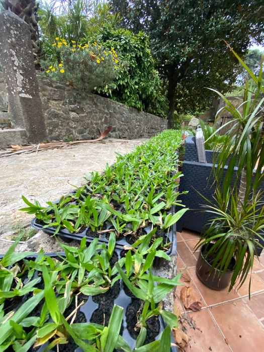Relva Brasileira Natural de Alta Qualidade - Com Colocação/Entrega