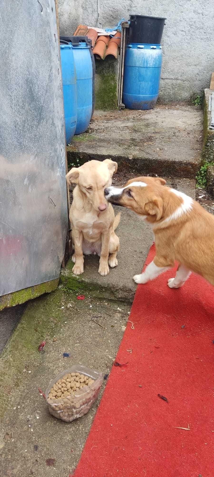 Cachorros abandonados (cinco meses)