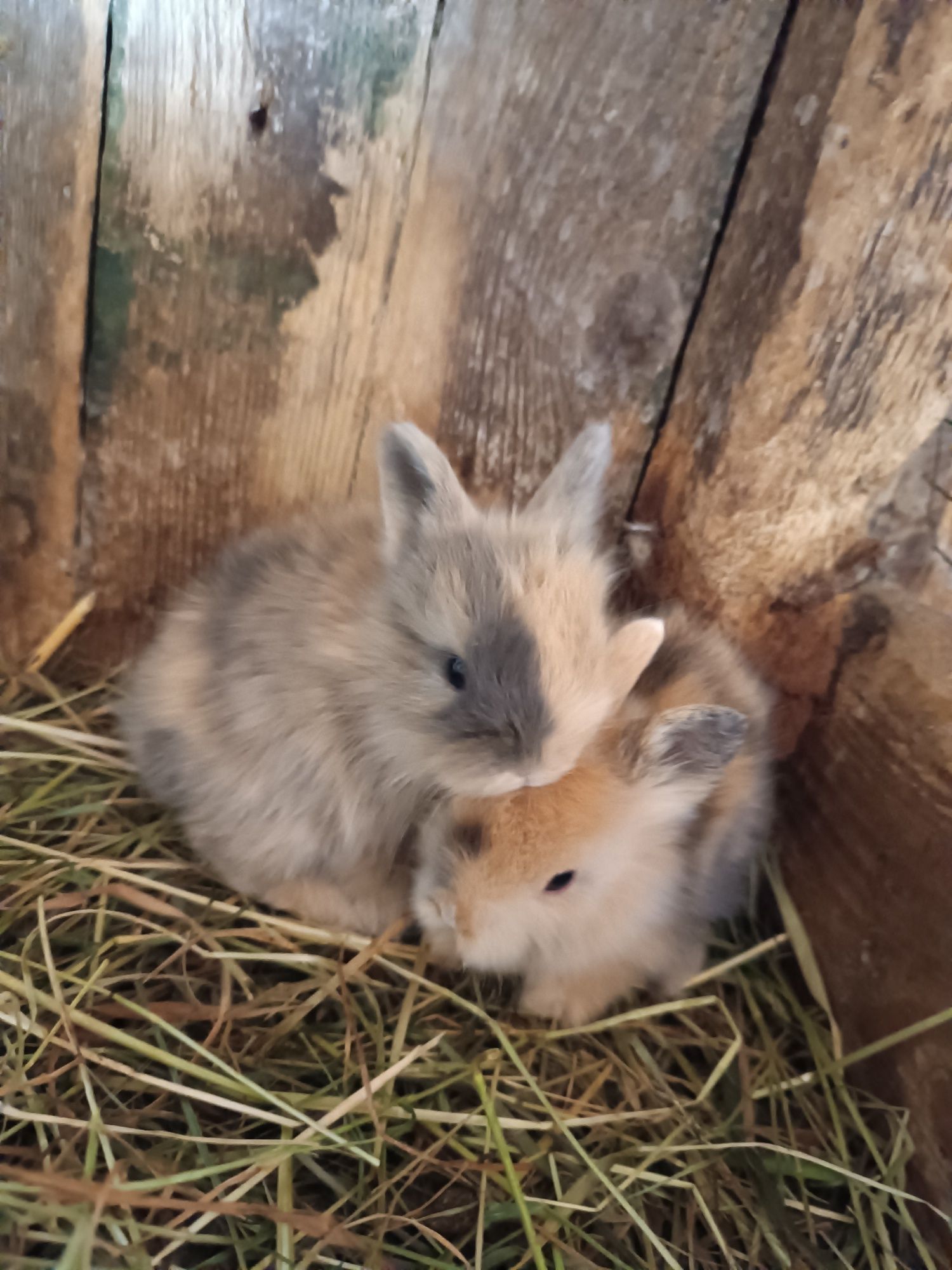 Продам декоративних кроликів