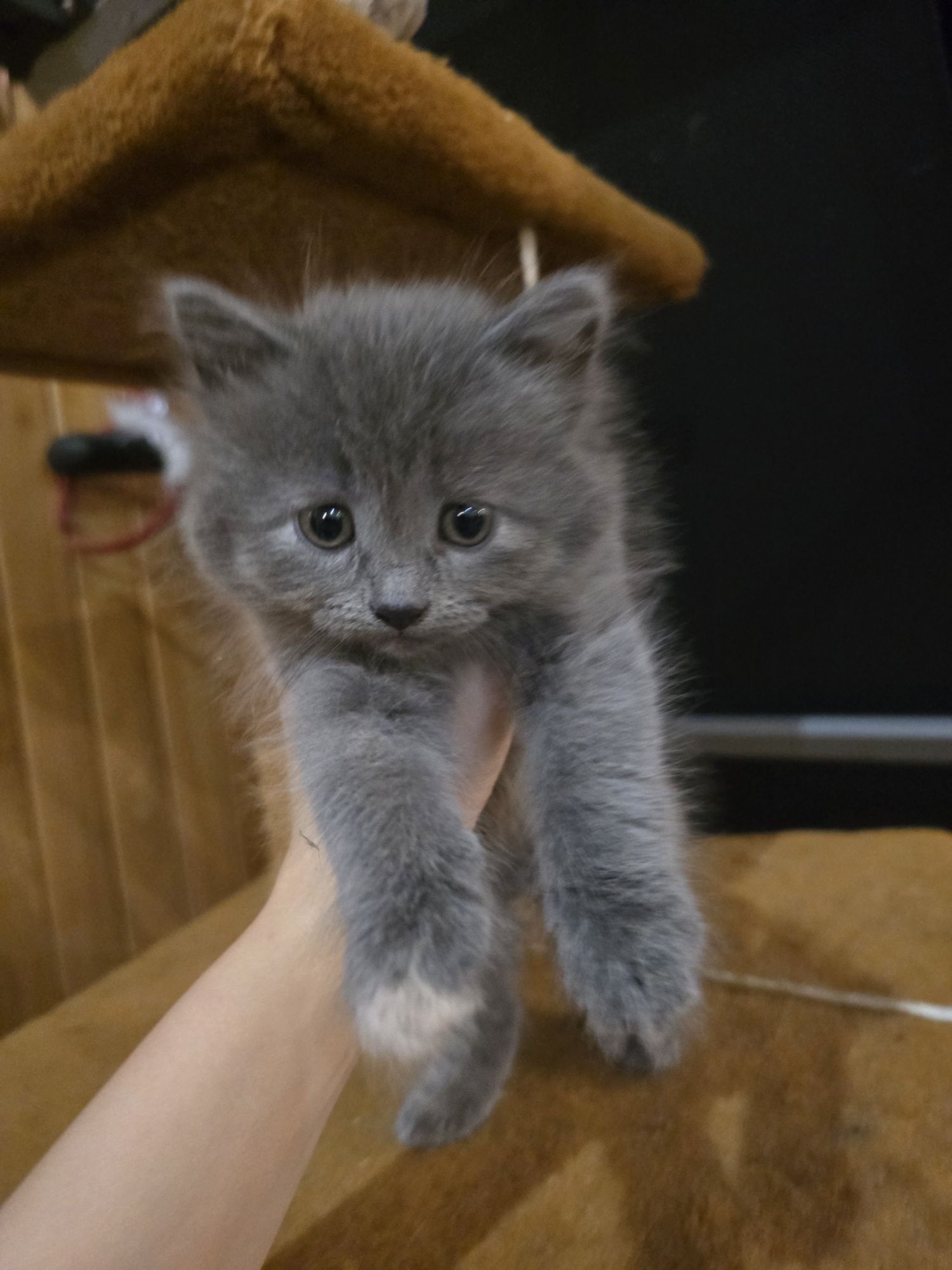 Кошенята в добрі руки