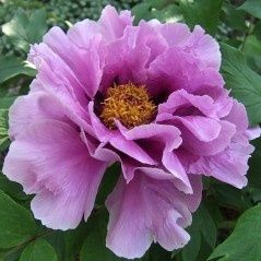 Саженцы древовидного пиона, Морозник.