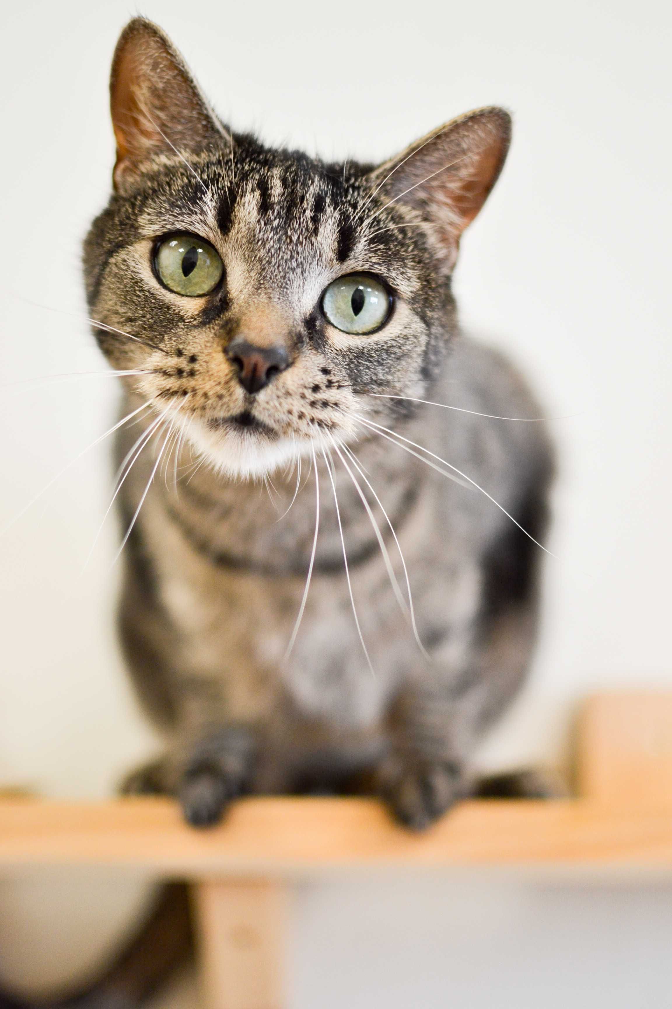 Lena - czuła kotka do adopcji. Pragnie kontaktu z człowiekiem.