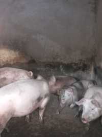 Свині тварини свині
