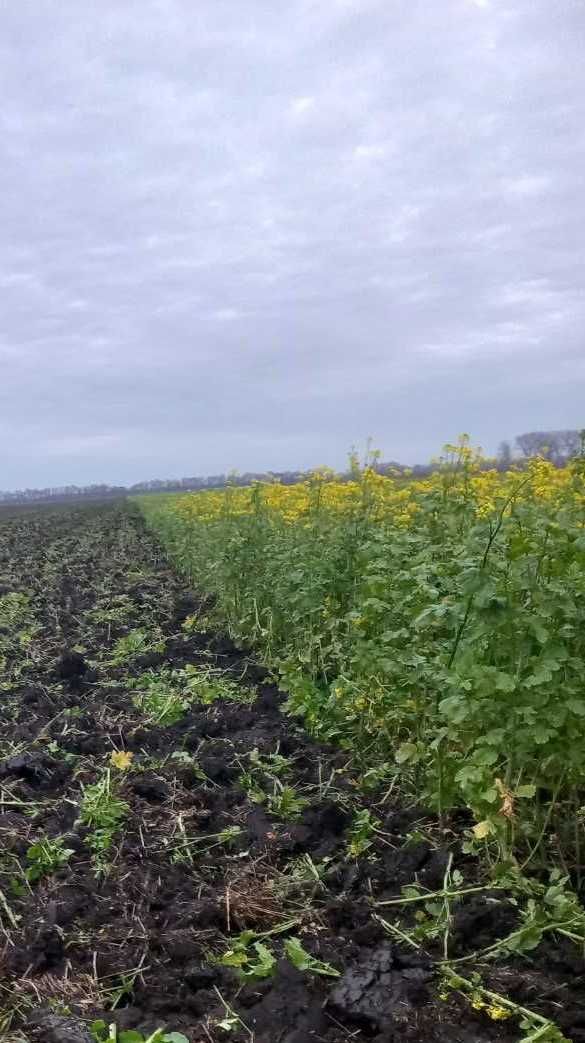 Продам гірчицю жовту,  на посів  та сидерат