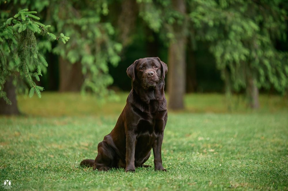 Титулованный, крепкий, красивый шоколадный лабрадор!