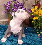 American Staffordshire Terrier -Amstaff Blue