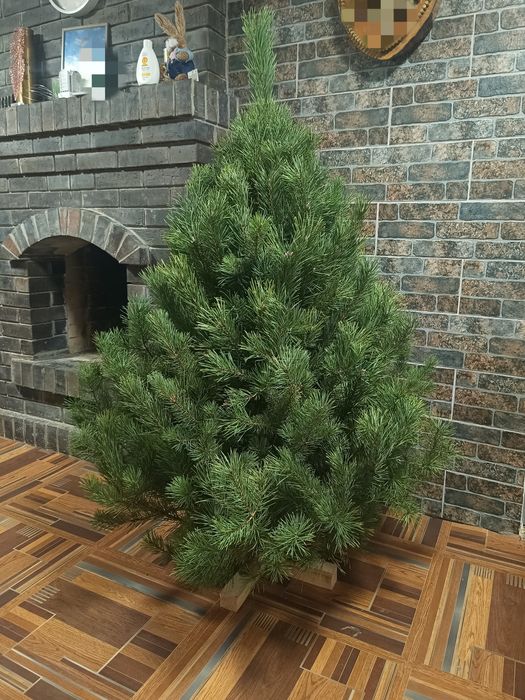 живі Ялинки набірні