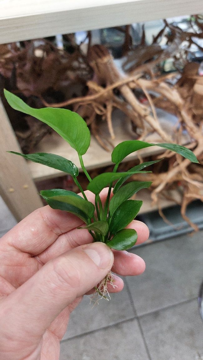 Anubias Wrinkled Broad Leaf MASSON