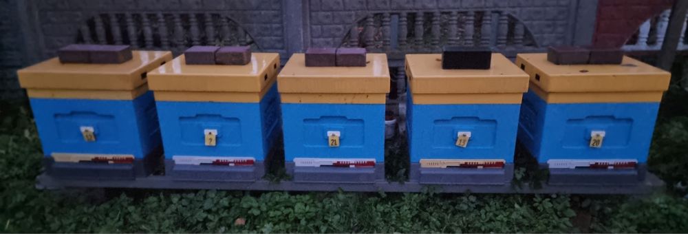 Rodziny pszczele z ulem Wl Dadant WP