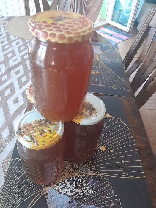 Sprzedam miód  spadzowy