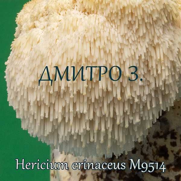 Міцелій Hericium erinaceus m9514 (Гериций, Їжовик)