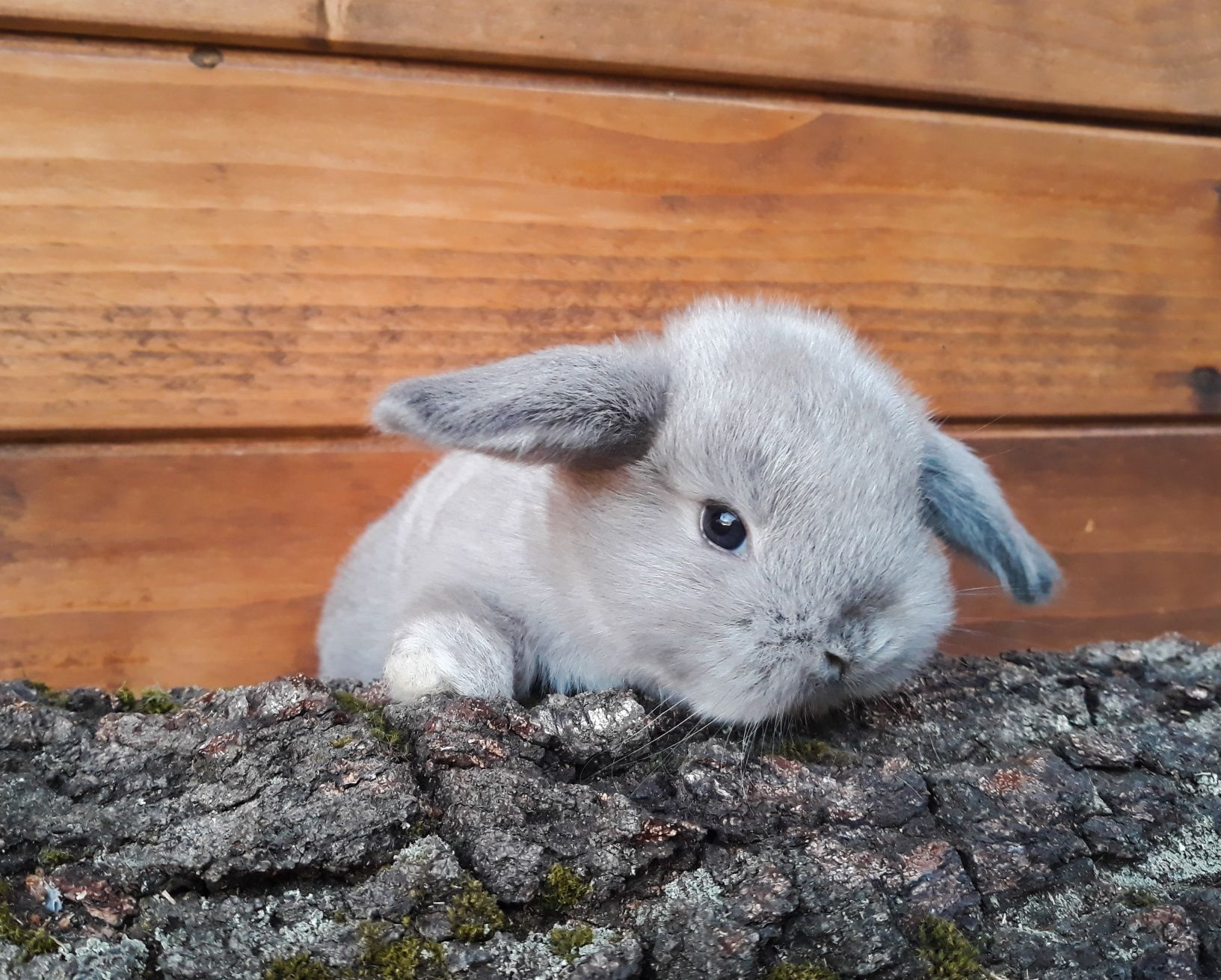 Królik karzełek baranek perłowy mini lop