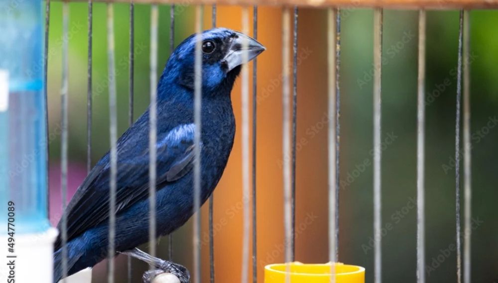 Linda ave casal disponivel