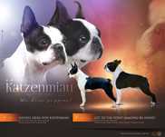 Suczka Boston Terrier ZKwP/FCI
