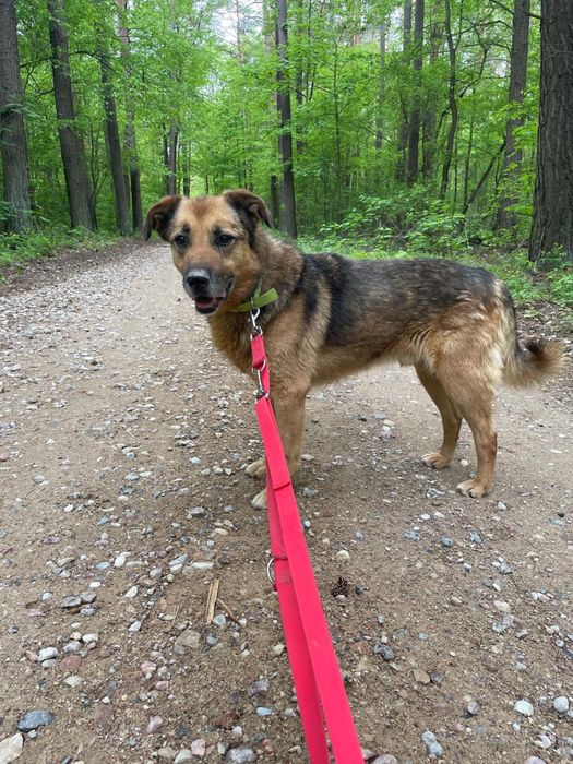 Kochany Gomez na tropie domu