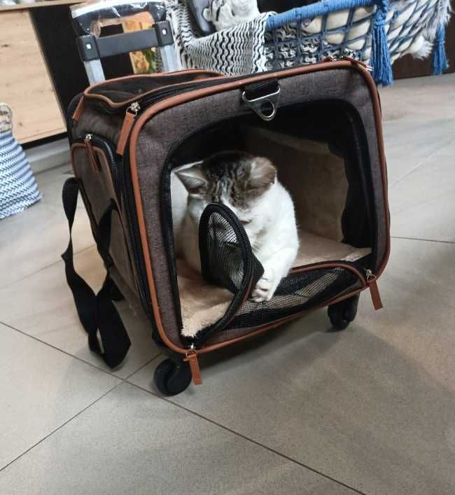 Transporter do psa wózek transportowy na kółkach kota
