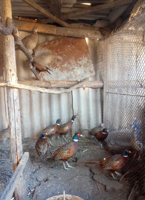 Молодняк фазанів мисливських