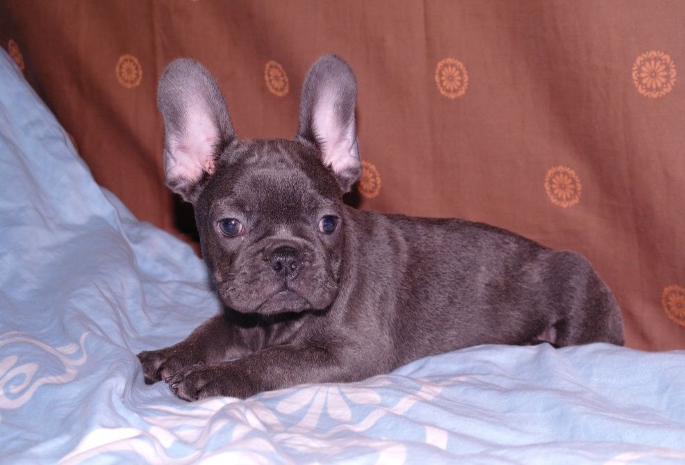 Голубой мальчуган