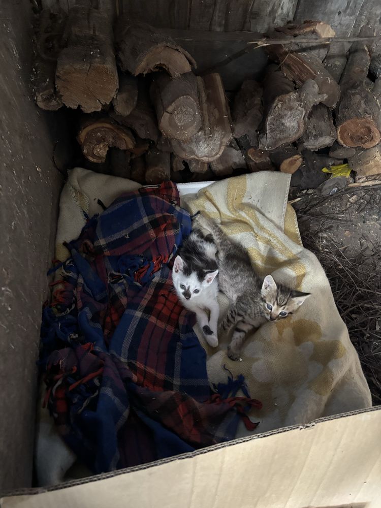 Котята маленькие