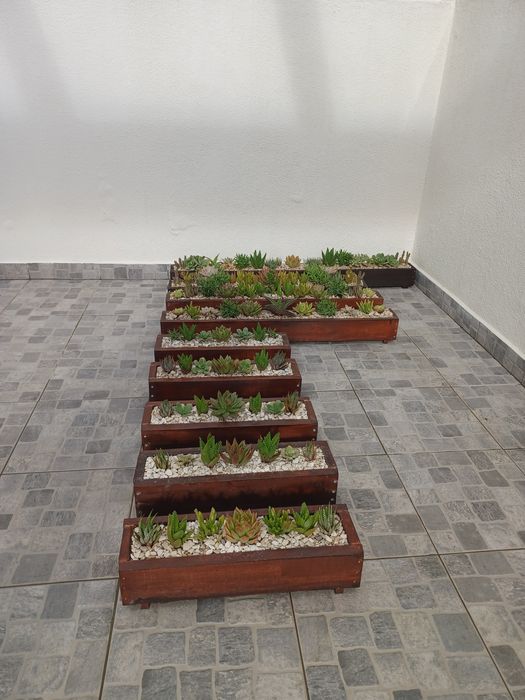 Vaso de madeira feito à mão com 7 cactus (para muros ou janelas)