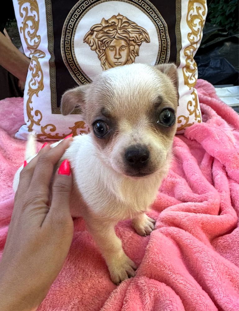 Piękny piesek Chihuahua biało beżowy mini