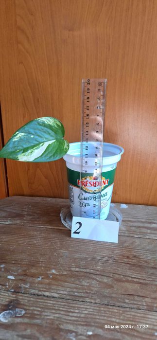 Епипремнум [ епіпремнум] кімнатна ліана