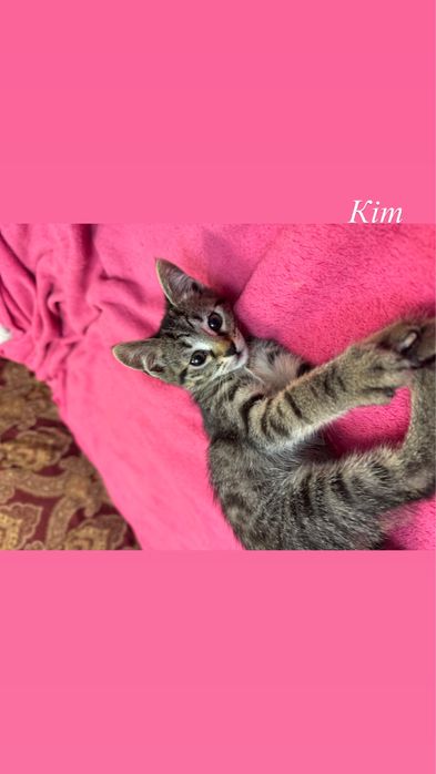 Віддамо котеня в добрі руки