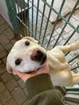 Labrador sunia mix szuka domu -schronisko Zgierz-aktualne
